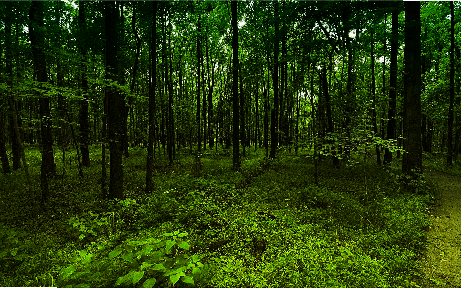 dark green forest background