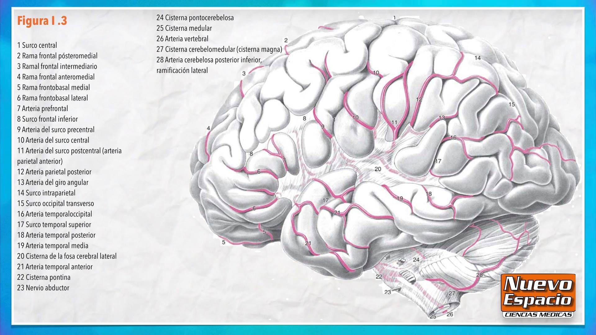 Procesamiento Visual en el Cerebro: Lóbulo Occipital, image size:1920x1080