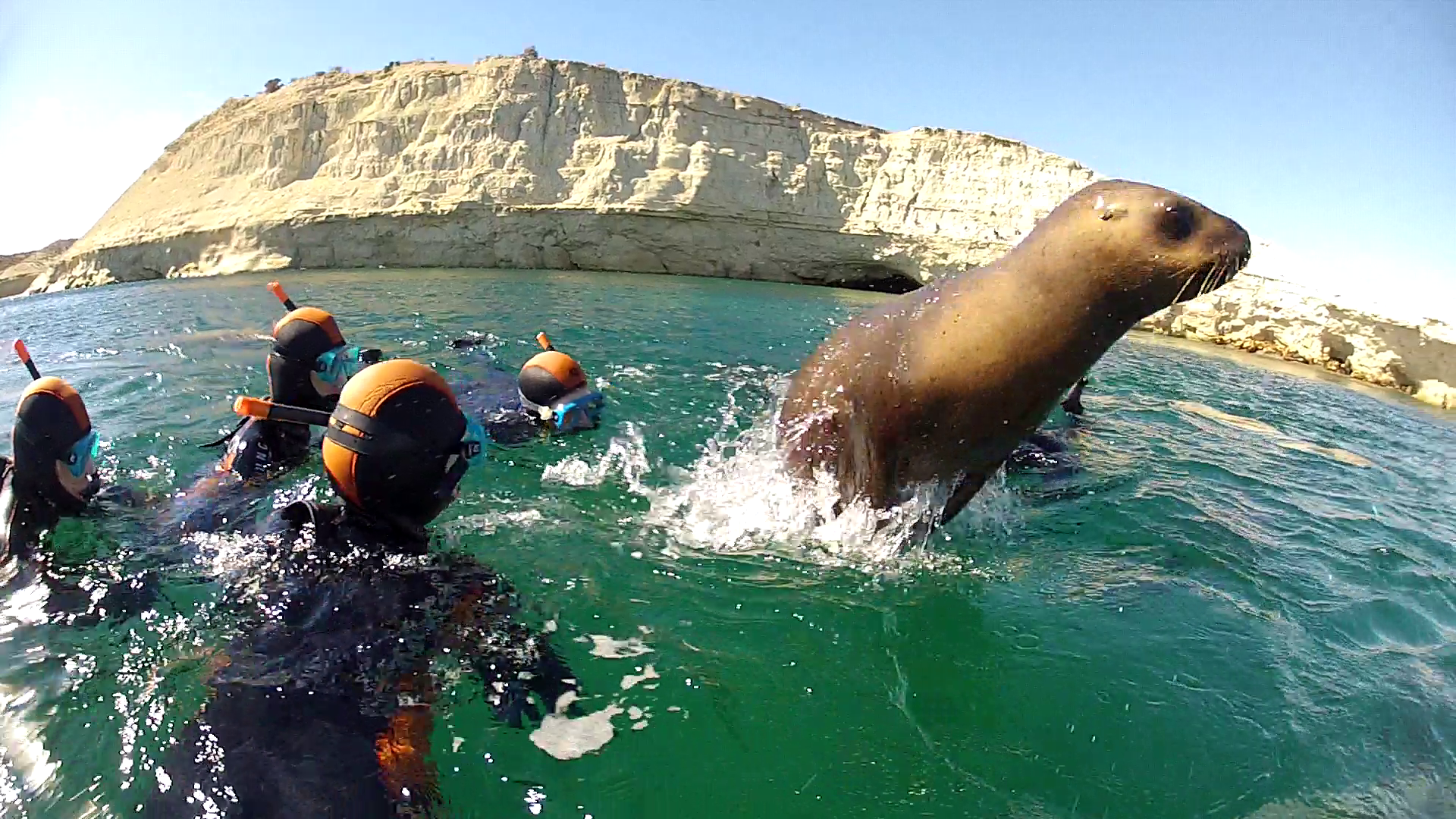 Frente a frente con un joven lobo de mar en Puerto Madryn | by  [marianopizarro] | Medium