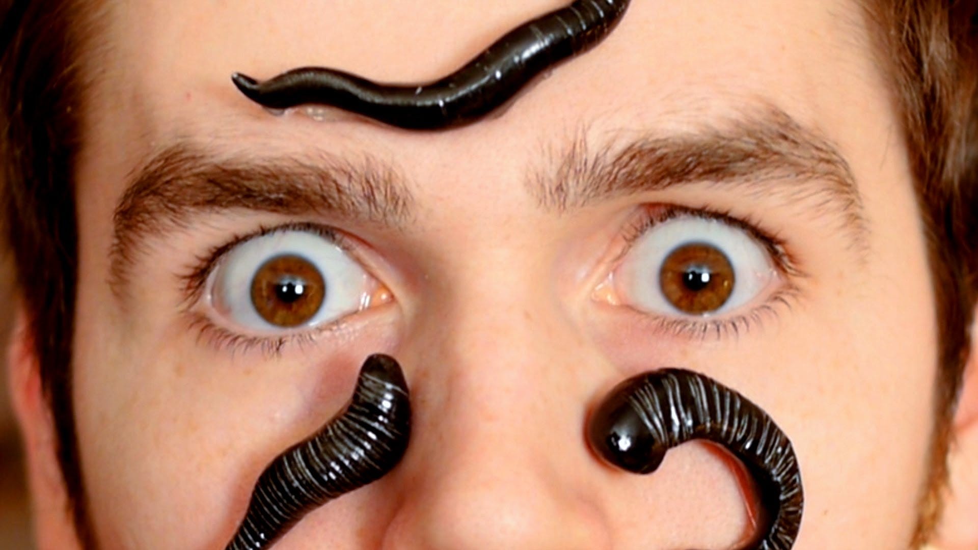 Watch: The science of leeches. Medicinal leeches were all the rage