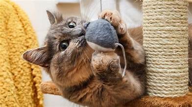 How To Enrich Your Cat’s Play Time With these 5 toys