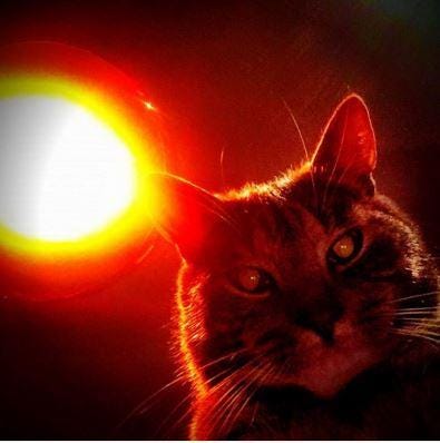 Creepy Cat Behavior