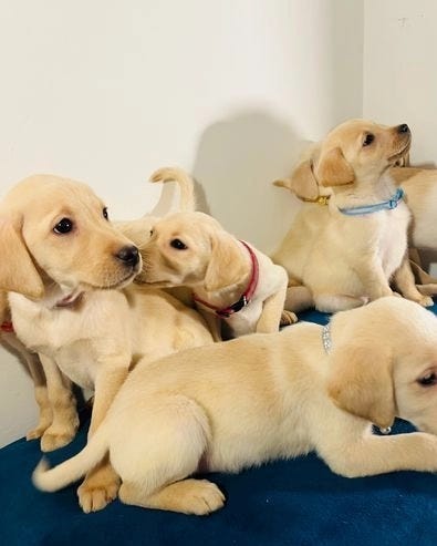 Shocking Truth The Best Labrador Retriever Puppies For Sale Are - x7m8drk