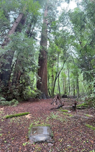 Finding a Billy Tree