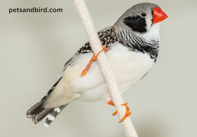 Unveiling the Charms of the Zebra Finch: A Comprehensive Guide