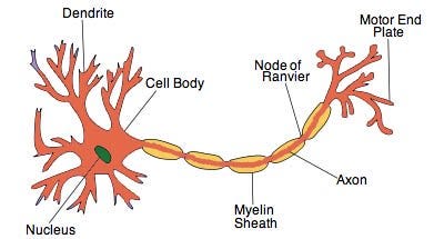 Important Diagrams for Class X — Biology | NTSE Guru