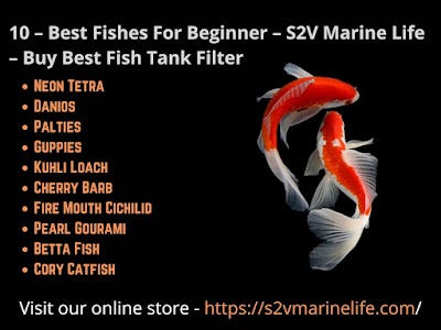Keep Your Aquarium Healthy — Small Aquarium Filter — Buy Best Fish Tank  Filter | by S2Vmarinelife | Medium