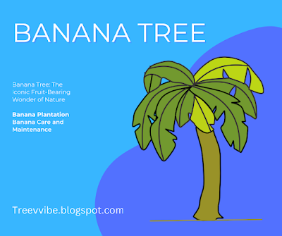 Tissue Culture Banana: Banana Bunch Care and methods to maximize