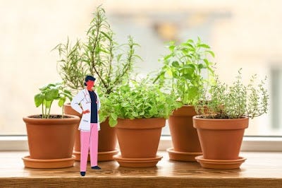 What are Benefits of Basil Seeds?