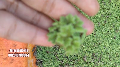 JUAL BIBIT AZOLLA wa 0823 1378 0004