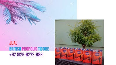 AMPUH, WA +62 812–9627–2689 Jual BRITISH PROPOLIS Tidore