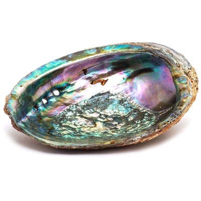 10 Little-Known Facts About Abalone