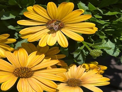 Enhance Your Garden with Flowering Perennials: A Guide to Attracting