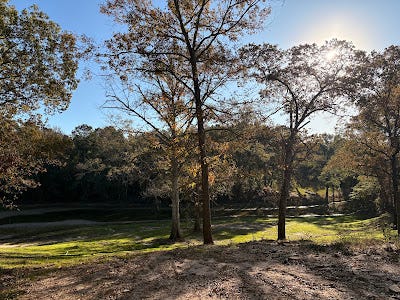 What Homeowners in Pearlhaven, MS Should Do After a Tree Falls During a Storm