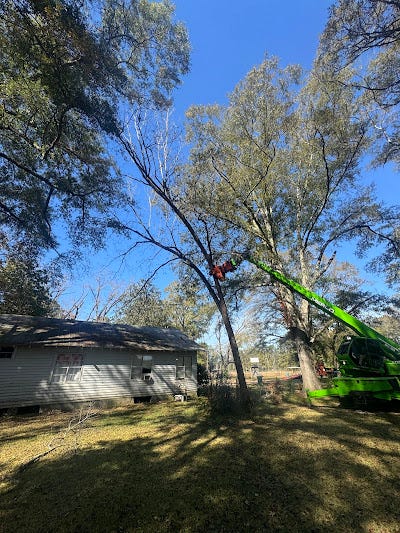 How Tree Service in Lincoln County, MS Helps Manage Overgrown Trees and Seasonal Weather Risk
