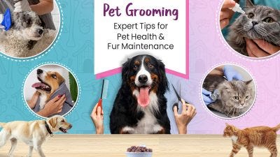 Pet Grooming: Expert Tips for Pet Health and Fur Maintenance