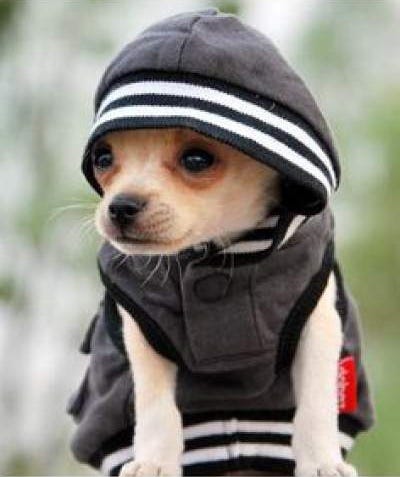 Chihuahua Hoodies. Although most people disagree with dogs… | by Warren  Mitchell | Medium