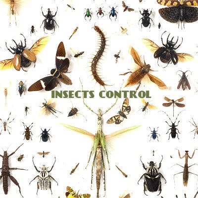 Reputed Pest Control Companies In Nottingham Offer Quick Relief From ...