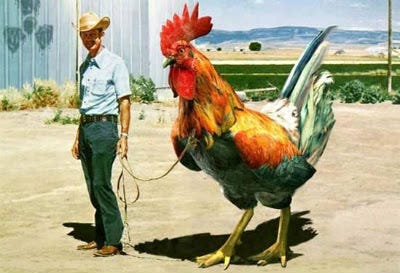 the-biggest-cock-chicken-fighting-in-nicaragua-by-jordan-webb-medium