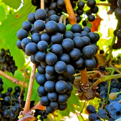 Explore-A-Grape: Petit Verdot!. Petit Verdot (PV) happens to be one of… |  by Jill Weber | Medium