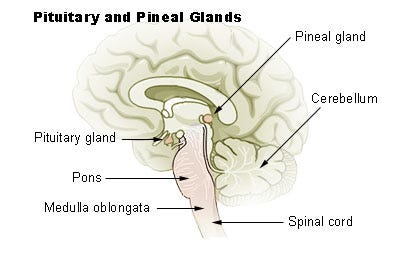 Pituitary and Pineal Glands source: http://training.seer.cancer.gov/module_anatomy/unit6_3_endo_glnds1_pituitary.html