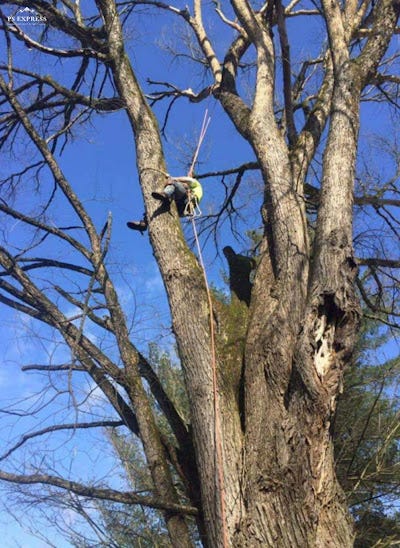 Common Tree Growth and Seasonal Storm Risks Affecting Homes Across Waco, Kentucky