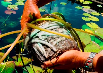 how to fertilize water lilies