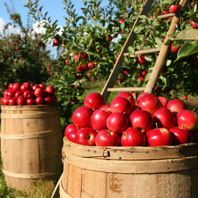 Voyage au cœur des pommes nantaises