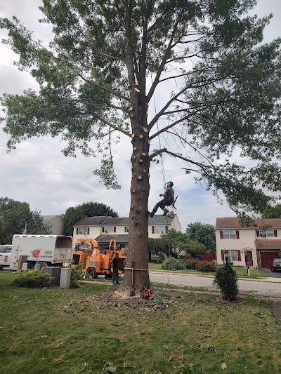Common Tree Growth and Storm Damage Concerns Affecting Homes Across Yocumtown, PA