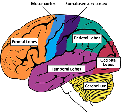 NIH BRAIN BASICS KNOW YOUR BRAIN visual data 7