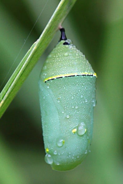 The Chrysalis