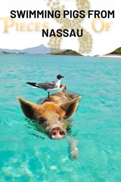 swimming with pigs in Nassau