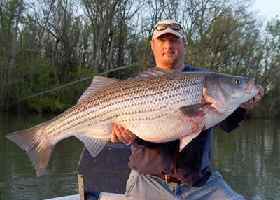 Get Striper Fishing Guide In Smith Mountain Lake, VA To Catch The