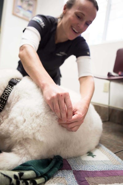What Should Pet Owners Know About Dog Vaccination in Pleasant Valley?