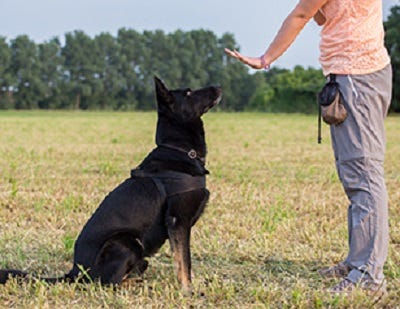 How to Train a Dog in Basic Obedience