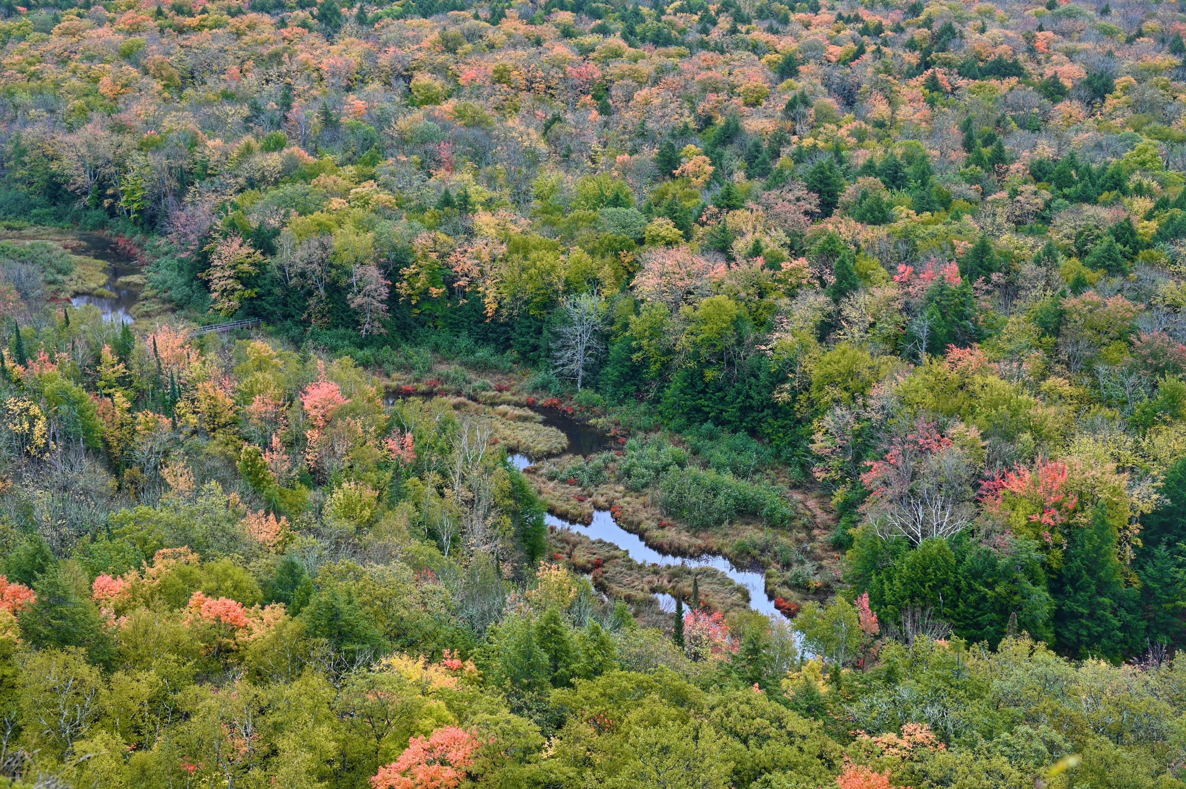 Aerial view of a forest. (Photo by William Liu on Pexels)