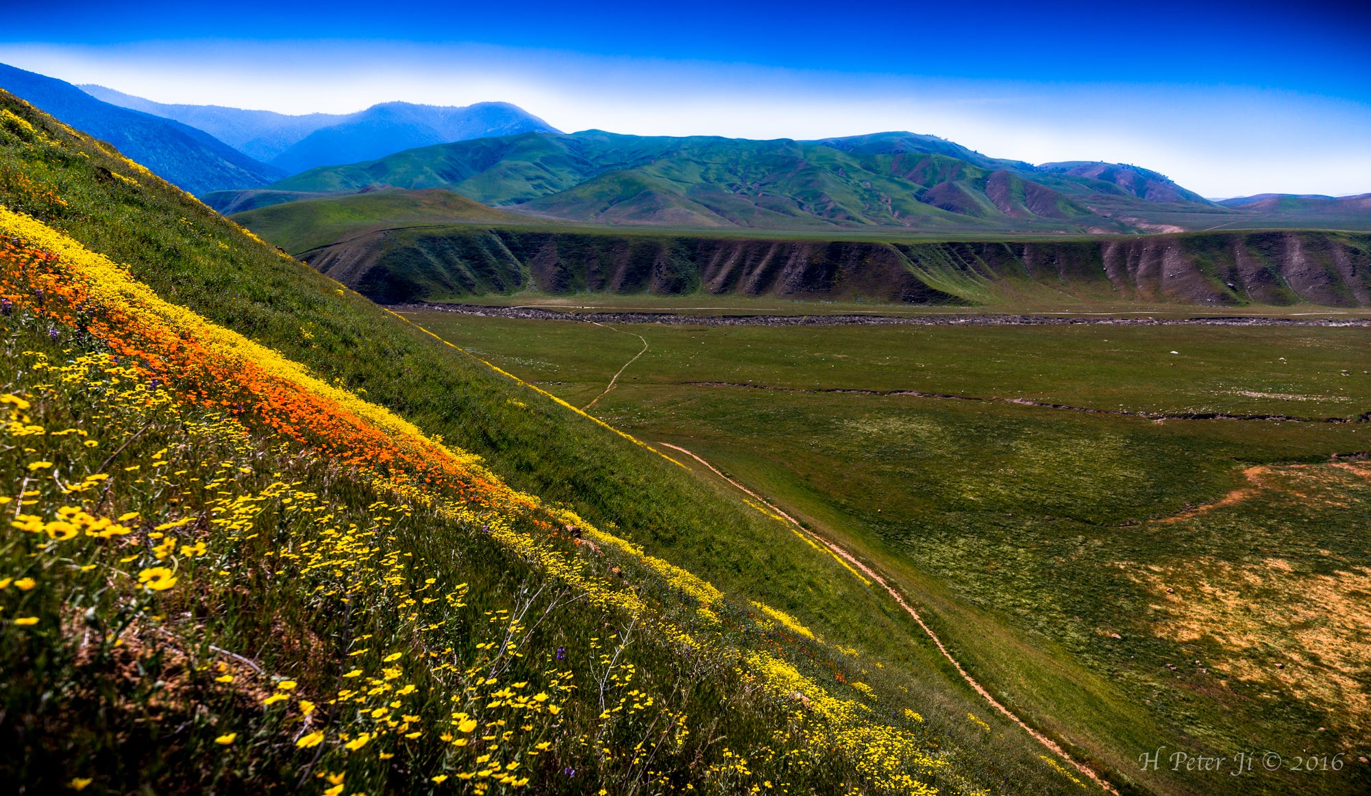 Wind Wolves Preserve Spring Wildflower Hike | by H Peter Ji | Medium