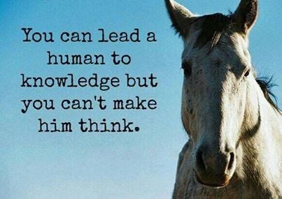 Leading a horse to water…. We all know how annoying it is to lead… | by