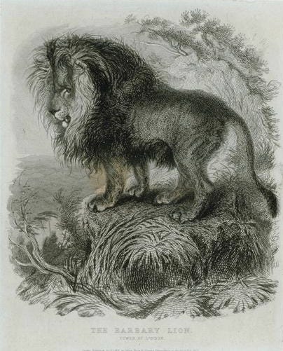 the-fascinating-barbary-lion-my-long-time-interest-in-algeria-and