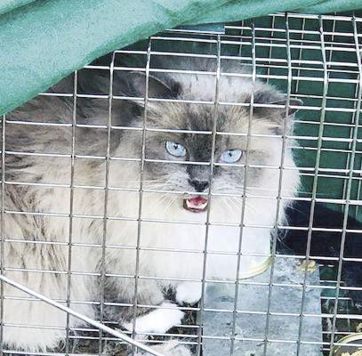 Amazingly Real Fluffy Cat Handbag - Handbag That 99% Like A Real Cat! Ragdoll Cat