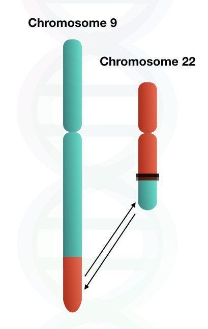 The Role of the Philadelphia Chromosome in Chronic Myeloid Leukaemia and  Patient Treatment | by Chimere Akika | Medium