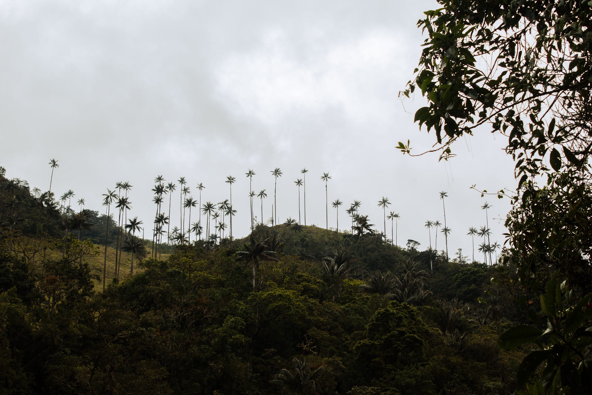 Our Personal Experience Trekking Solo in Los Nevados National Park, Colombia, by Madalyne Loree