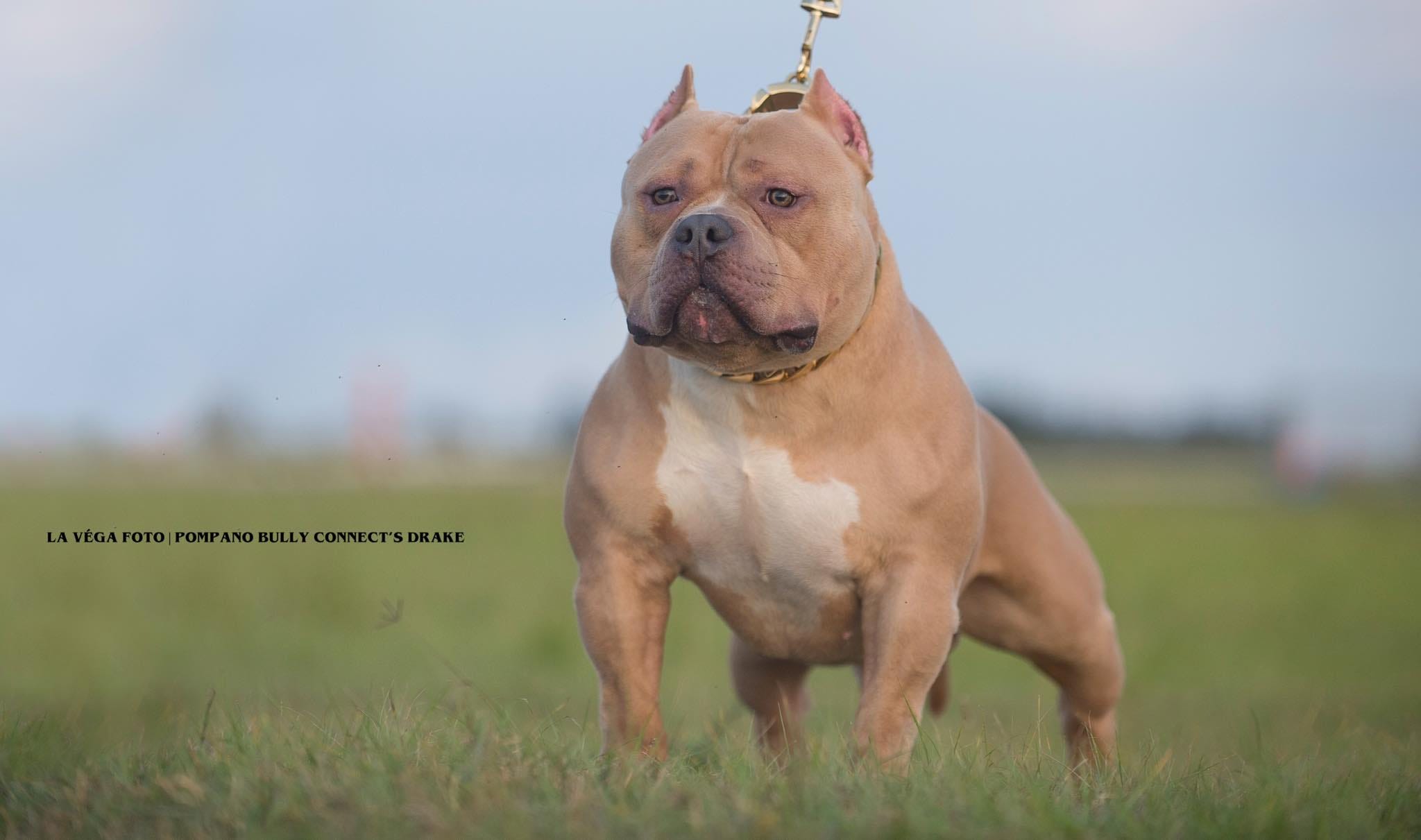 TOP PRODUCING POCKET BULLY STUD, LOUIS V LINE'S VENOM PRODUCTIONS, (UPDATED 2019)