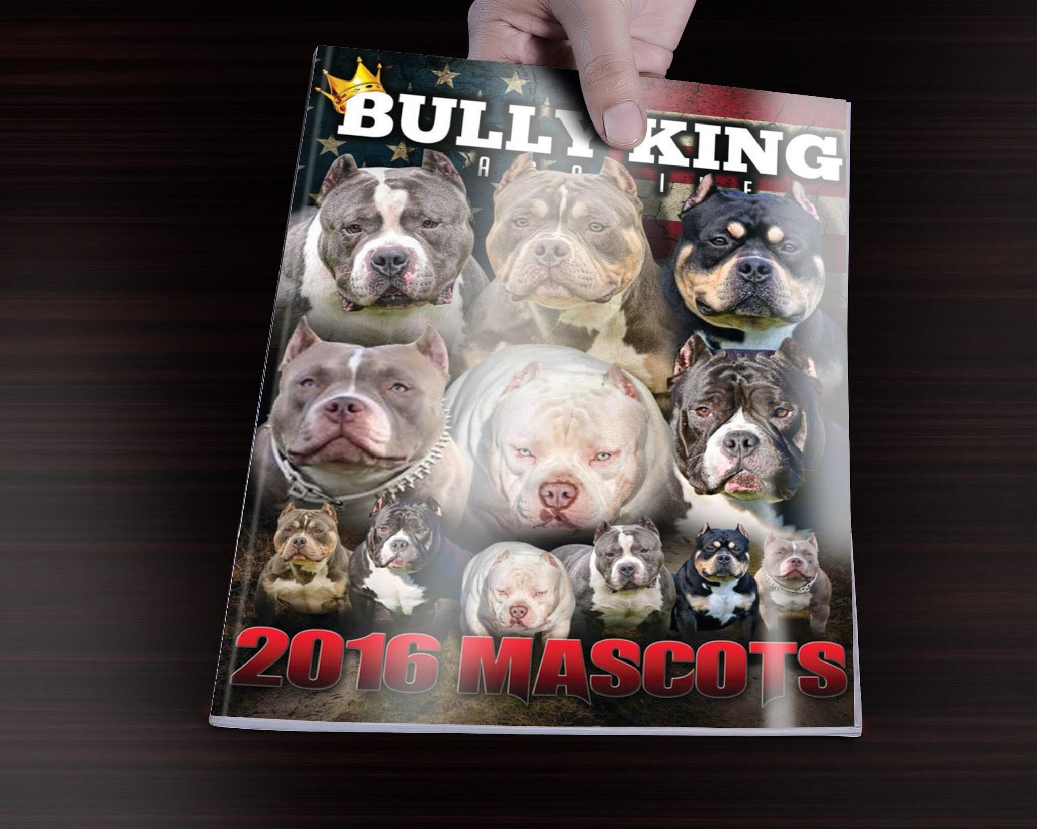 BEST OF THE TRI COLOR AMERICAN BULLY, AMAZING POCKET BULLIES, by BULLY  KING Magazine, BULLY KING Magazine