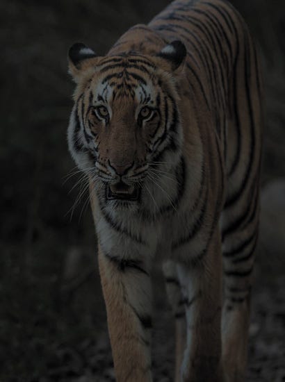 Discover the Wild Wonders of Every Zone: A Jungle safari in Jim Corbett