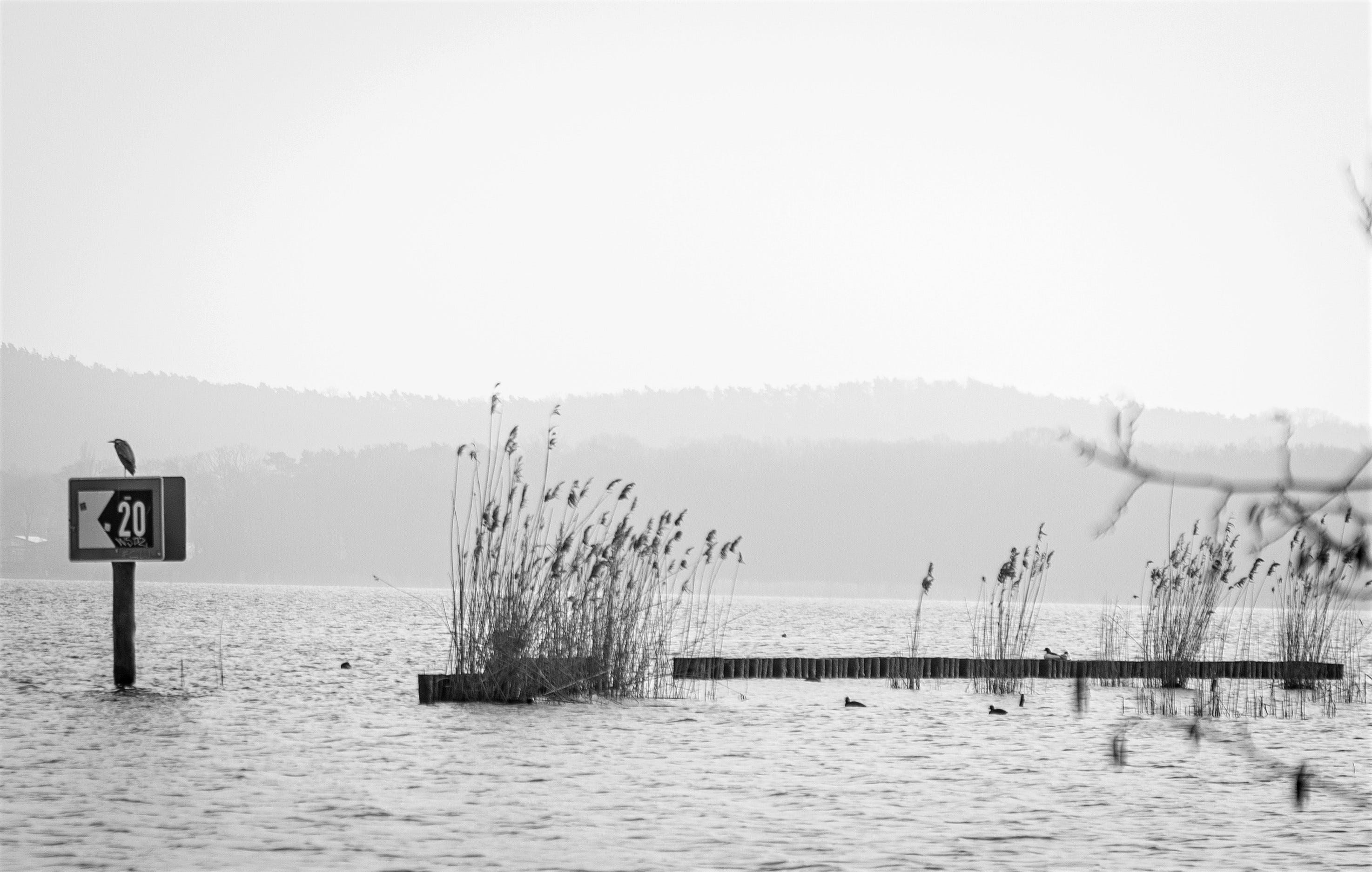 Bird sitting on the end post of a quay in Berlin. Copyrighted by the author. 2023, Sean P. Durham, Berlin