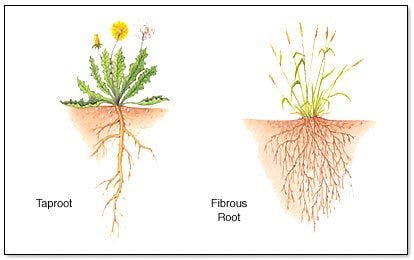 ROOT SYSTEM-1. The root system is the descending… | by Biology Experts  Notes | Medium