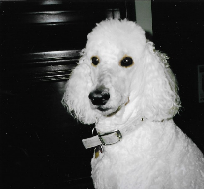 Smiths poodles hotsell