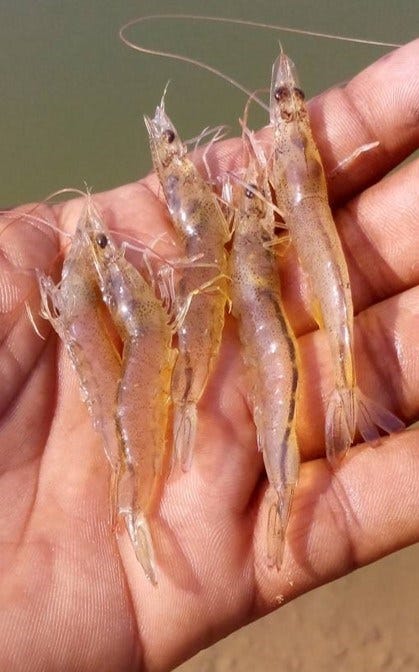 EHP Control in Shrimp Farming