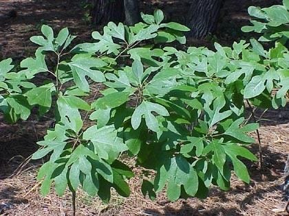 Sassafras-alchetron.com